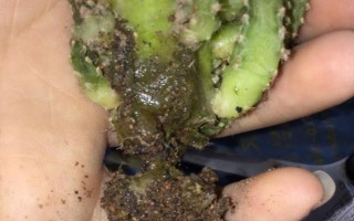 仙人掌烂根的原因，可能是浇水过多、施肥不当等