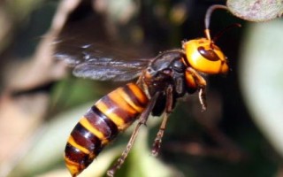 黄腰虎头蜂简介，也被称作杀人蜂