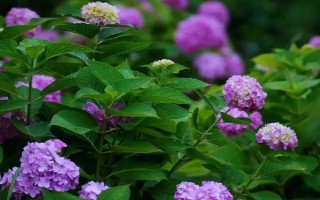 无尽夏在几月份长花苞，通常在每年4月份开始长花苞