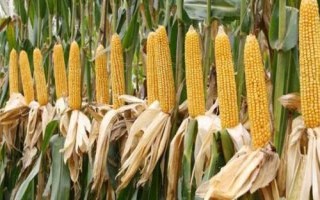 沈爆15玉米种子简介,中抗禾谷镰孢茎腐病
