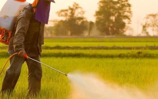 高温期施农药的害处，会导致杀虫效果差且药效低