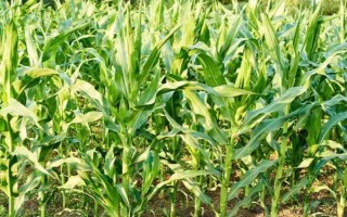 成玉888玉米种子介绍，夏播生育期98天左右