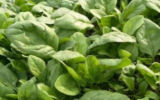 8月底适合种什么蔬菜，茼蒿、芥菜、菠菜等品种均可选择