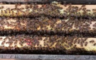 中蜂换老王的最好方法，囚老王，再介王台