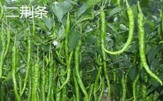 石柱红和二荆条的区别，外形和颜色均不同