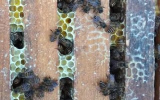 蜂群死了蜂王该怎么办,可介入新王