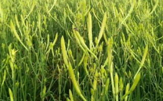 在大理如何种植黄花菜,可采用宽窄行的种植方式