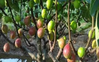 种植无花果如何防治落果情况，雨季及近熟期要做好水分工作