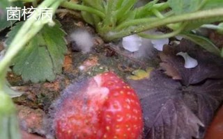 大棚草莓为什么烂果,主要原因是田间积水、发生病害