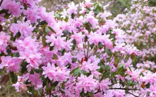 春天开什么花，常见的有桃花、樱花、迎春花等