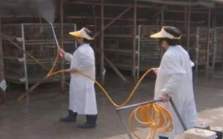 鸡脱毛的原因，疾病会导致鸡脱毛