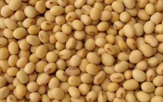 黄豆种子的价格，均价保持在5-7元一斤