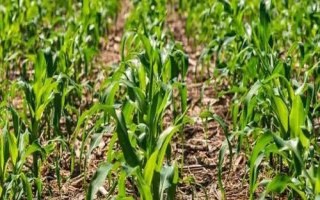 金科玉血甜糯1号玉米品种的特性，注意防治病虫害