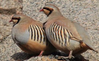 石鸡孵化到出壳多少天，通常需要24天左右