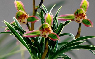 兰花的别称，具有中国兰、幽兰、兰华等别名