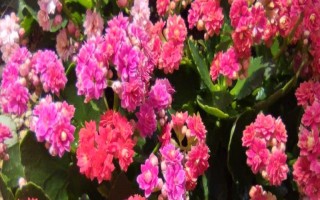 哪种花卉适合使用芝麻饼肥,适用于长寿花、山茶花、蔷薇花等大部分品种