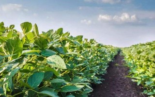 灌豆4号大豆种子特点，6月上中旬播种