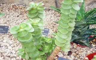 金钱木叶片发黄怎么处理,夏季可转移至半阴环境中养护