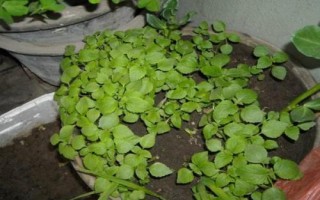 紫苏的栽培技术，可于3月末至4月初露地播种