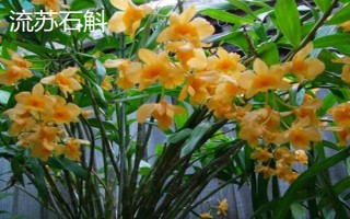 种植石斛的条件,温暖湿润、阳光充足、土质疏松的地方适合种植