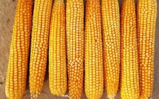 丰秋1号玉米种子特点，种植密度不宜过大