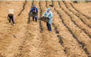 马铃薯膜下播种要点,播种深浅与覆土厚度均要保持一致