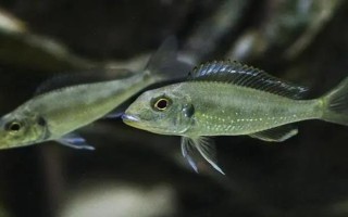 七彩珍珠鱼好不好养，饲养难度不大