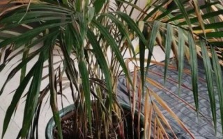 散尾葵炭疽病的防治方法，将病叶清理干净并集中烧毁