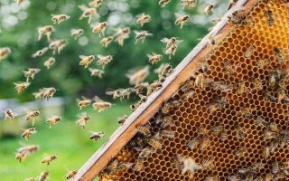 蜂群失王的原因，蜂王患病是最常见的原因