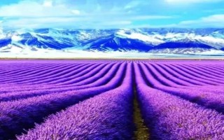 薰衣草的繁殖方式，可播种育苗或扦插繁殖