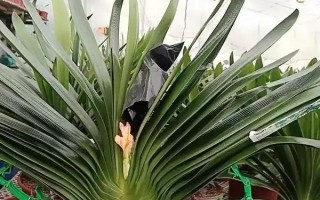 君子兰夹箭要遮光多少天，要为其进行7天左右的遮光处理