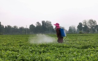 花生叶子发黄的原因，土壤、施肥、缺素等因素都会导致