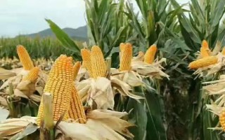 富友88玉米品种的特性，防治地下害虫