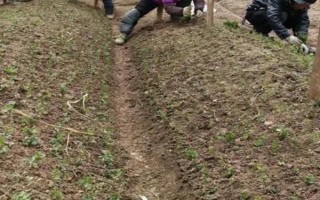 黄连的种植技术，可用种子繁殖和扦插繁殖