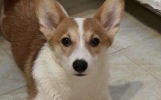 狗器官衰竭去世前的症状，最先表现为进食异常、精神迟滞等