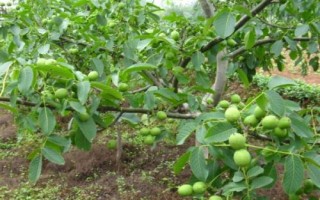 核桃树管理技术，幼龄树要注意防寒