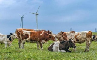 畜禽标识和养殖档案管理办法的内容，在我国境内从事相关生产等活动都要遵守