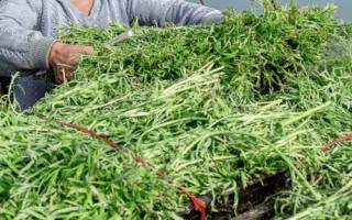 芦蒿怎么种植，选用良种可提高产量