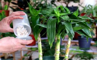 盆栽富贵竹有哪些注意事项，冬季要减少或停止浇水