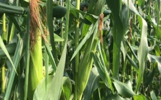 新安34玉米种子介绍，大喇叭口期防治玉米螟