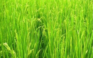 荃两优1606水稻品种简介,全生育期129.5天