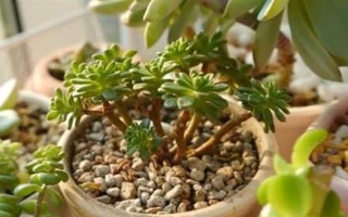 多肉的养殖方法，建议选择排水性能好的花盆