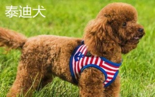 贵宾犬和泰迪犬的区别,贵宾泛指深色毛、体型较小的贵宾犬