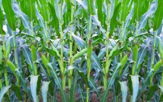 龙玉118玉米品种的特性,3月上旬至5月上旬播种
