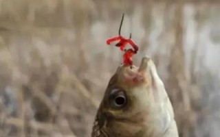 红虫钓鱼什么时候用好，可以在早春、深秋和冬季使用