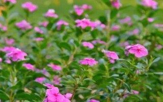 长春花的繁殖方法，可播种、扦插和组培繁殖