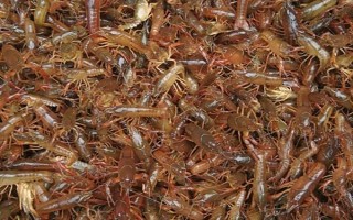 农村养殖小龙虾要注意什么，将黑鱼和鳝鱼作为重点防范对象