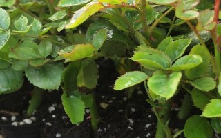 移栽玫瑰要缓苗吗，移栽玫瑰后需要缓苗15-20天