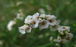 水晶草和满天星有什么区别，形态、大小和花色均不同