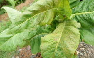 烟草花叶病的危害症状，叶脉两侧叶肉组织会渐呈淡绿色